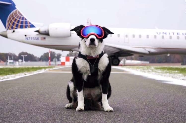 Ovaj pas ima dosta lud posao – štititi zrakoplove od ptičjih napada