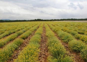 Hercegovina pred odlučujoom sezonom za uzgajivače smilja