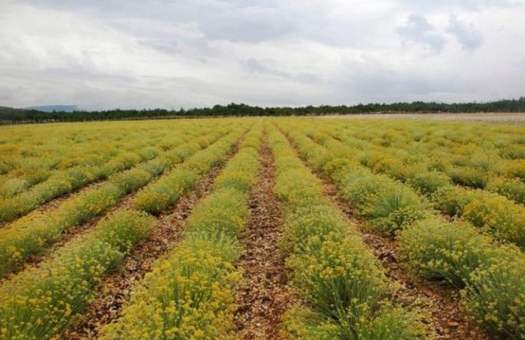 Hercegovina pred odlučujoom sezonom za uzgajivače smilja