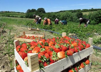 U vrgoračkim poljima fali berača jagoda, dnevnica je 50 KM