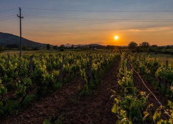 Najveća vinarija u BiH: ‘Lakše nam je vino izvesti u Kinu nego preko brda u Hrvatsku’