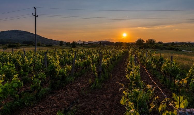Najveća vinarija u BiH: ‘Lakše nam je vino izvesti u Kinu nego preko brda u Hrvatsku’