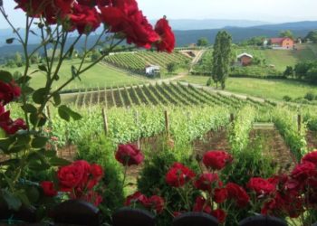 Wine – bike – gastro? Otkrijte Zlatnu dolinu na biciklu