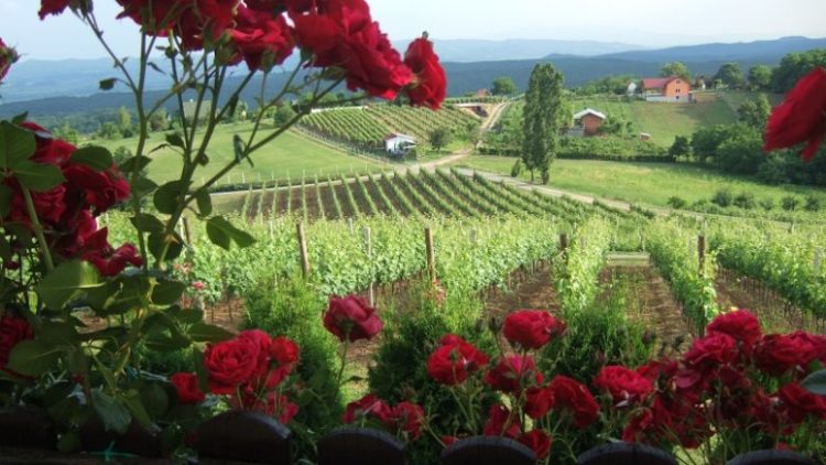 Wine – bike – gastro? Otkrijte Zlatnu dolinu na biciklu