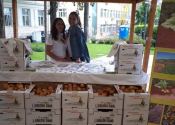Mladi krumpir postao ljubuški brend prepoznatljiv širom BiH