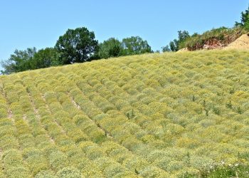 Smilje: ”Brzi bogataši” odustali, ostali samo ozbiljni proizvođači