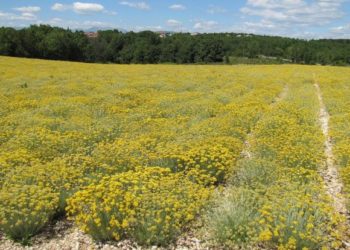 ŽZH: Smilje se preorava, proizvođači se vraćaju duhanu, sadi se luk…