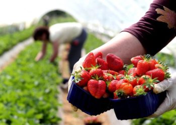 Traže radnike iz BiH, nude 1.300 eura za branje jagoda