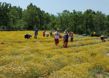 Smiljari čekaju novac za prošlu sezonu, ulje stoji u podrumima