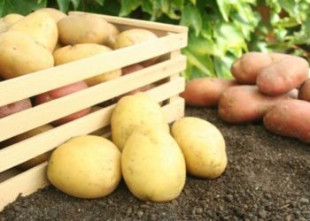 Ljubuški rani krumpir brendiran na tržištu