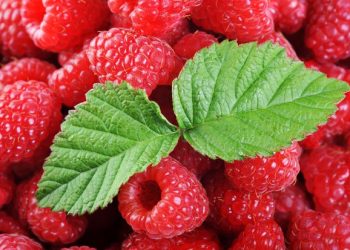 Maline: Štite od raka pluća, prostate i jednjaka