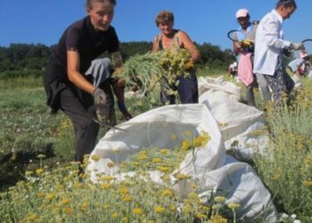 Kinezi dolaze po hercegovačko smilje?