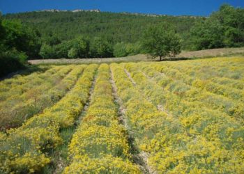 Približava se berba smilja, o cijenama se opet spekulira