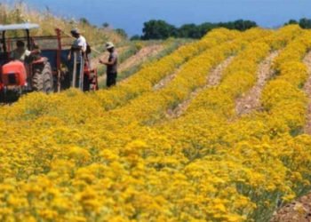 Uzgajivači smilja mogu se prijaviti za program potpore od 52 milijuna KM