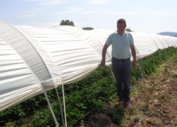 Jagode iz Hercegovine došle do Rusije