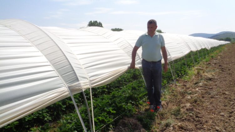 Jagode iz Hercegovine došle do Rusije