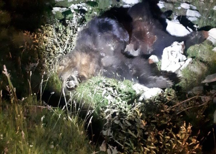 BLIDINJE: Krivolovci ubili medvjeda