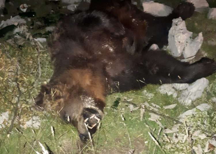 BLIDINJE: Krivolovci ubili medvjeda