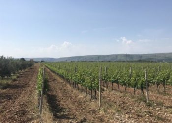 Istok čeka kvalitetna hercegovačka vina, kupuju se čak i u Kini