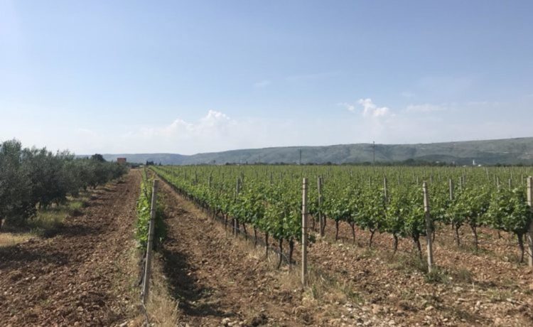 Istok čeka kvalitetna hercegovačka vina, kupuju se čak i u Kini