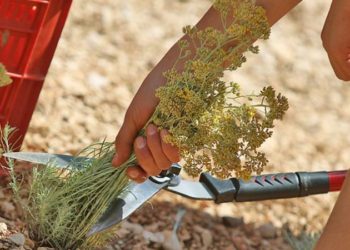 Počela žetva smilja, a još uvijek vladaju problemi s otkupom