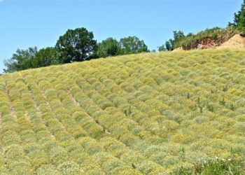 Mnogo smilja ostalo neubrano i ove godine, ohrabruje otvaranje novih tržišta
