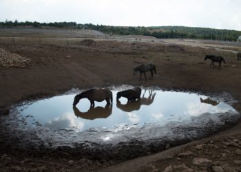 Konjima na Bilima fali vode!
