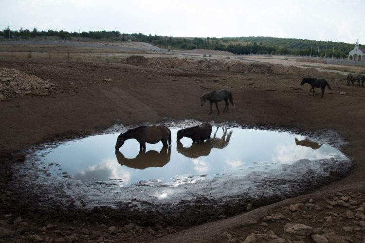Konjima na Bilima fali vode!