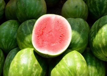 Kako izabrati najbolju lubenicu