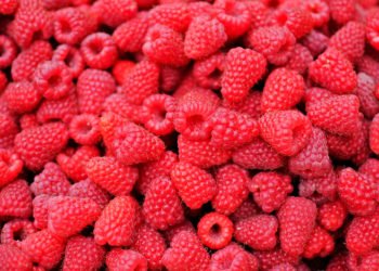 Podravka će otkupljivati maline od žepačkih malinara
