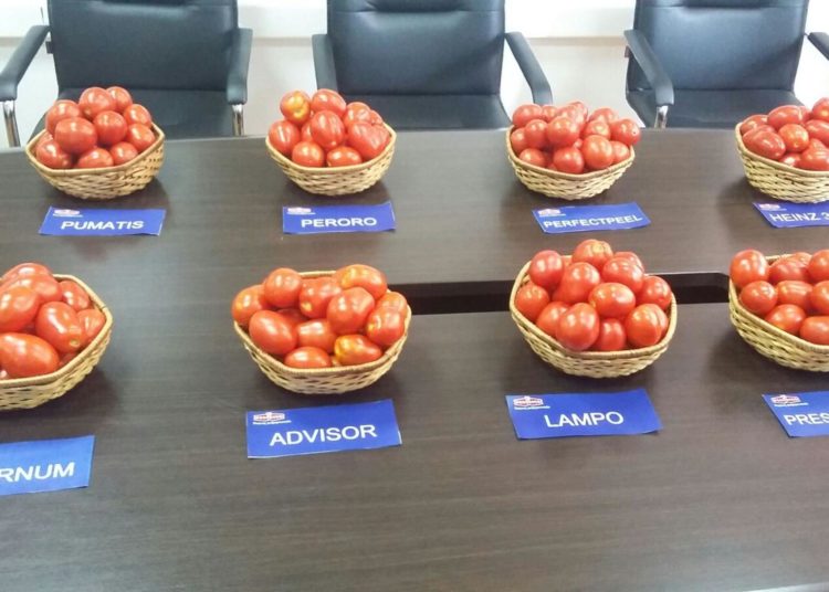 Pojedini usjevi u Hercegovini daju više od 100 tona rajčice po hektaru