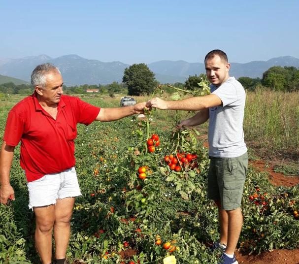 Pojedini usjevi u Hercegovini daju više od 100 tona rajčice po hektaru