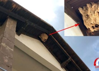 GRUDE:  Gnijezdo stršljena ubojica na obiteljskoj kući