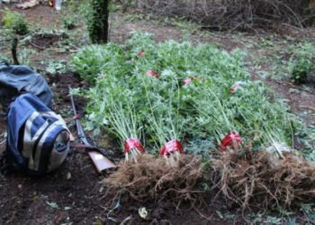 Grude: 61-godišnjak s lovačkom puškom uhićen u nasadu indijske konoplje