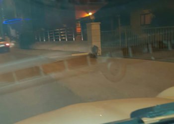 Široki Brijeg: Divlja svinja na Lisama