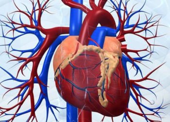 Infarkt miokarda, moždani udar, aritmije… To su najopasnije kardiovaskularne bolesti