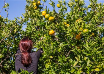 Nudi 30.000 kuna za 60 dana branja mandarina, ali treba ih ubrati 50 gajbi dnevno