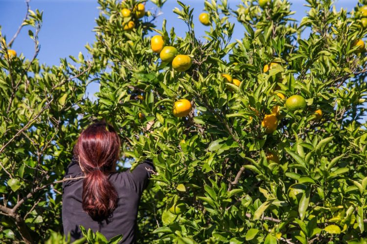 Nudi 30.000 kuna za 60 dana branja mandarina, ali treba ih ubrati 50 gajbi dnevno