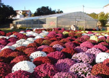 Godišnje proizvedu 10.000 krizantema po nizozemskom modelu i sve ih prodaju