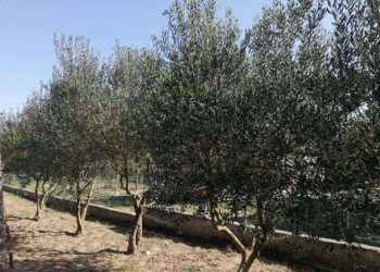 Sezona berbe i prerade maslina u punom jeku: Ljubušaci vjeruju u „kulturu budućnosti“