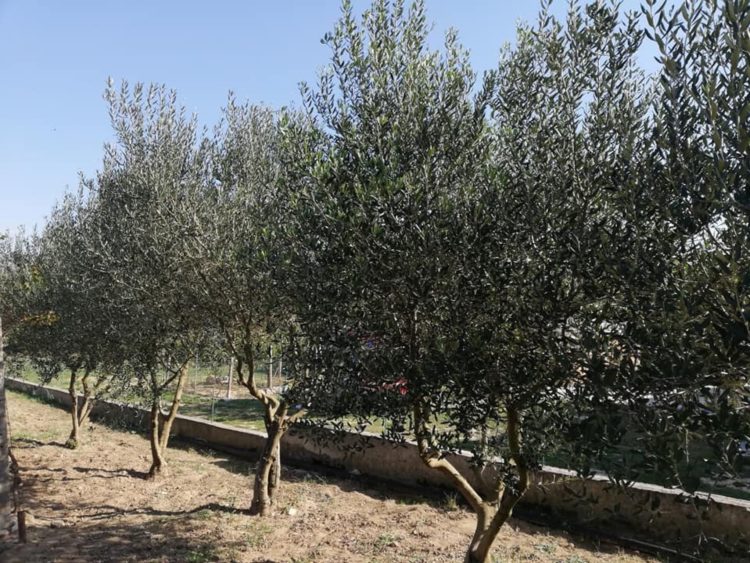 Sezona berbe i prerade maslina u punom jeku: Ljubušaci vjeruju u „kulturu budućnosti“