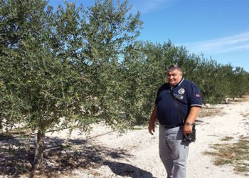 Ljubuški: Sezona berbe i prerade maslina u punom jeku