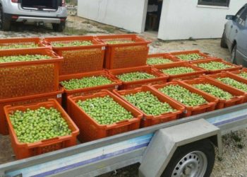 Čapljina: Propadaju tone maslina jer nema berača!