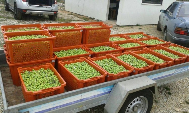 Čapljina: Propadaju tone maslina jer nema berača!