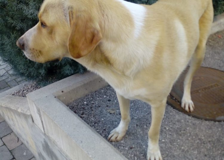 Izgubljeni pas u središtu Širokog Brijega