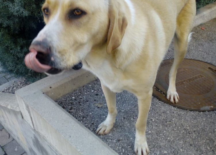 Izgubljeni pas u središtu Širokog Brijega