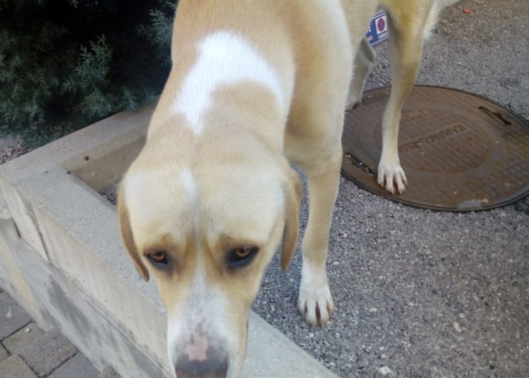 Izgubljeni pas u središtu Širokog Brijega