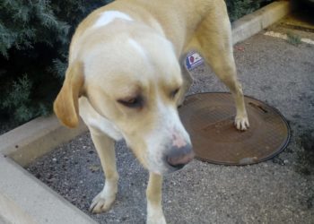 Izgubljeni pas u središtu Širokog Brijega