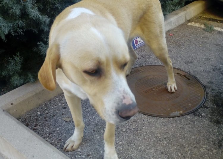 Izgubljeni pas u središtu Širokog Brijega