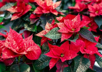 Božićna zvijezda: Greška koju radimo čim kupimo ovaj cvijet i kako je izbjeći